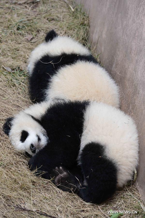Panda cubs at Chengdu Research Base in SW China