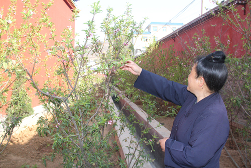 奇！云南東川一桃樹一年花開五次