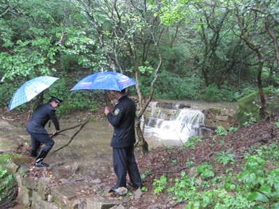 黃山積極應對“???#8221; 景區(qū)古樹安全無恙