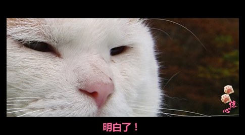 貓叔版步步驚心連續(xù)劇 人類已經(jīng)阻止不了貓叔爆萌了