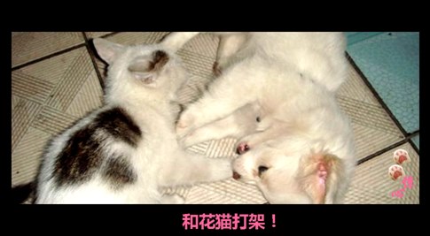 貓叔版步步驚心連續劇 人類已經阻止不了貓叔爆萌了