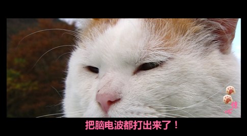 貓叔版步步驚心連續(xù)劇 人類已經(jīng)阻止不了貓叔爆萌了