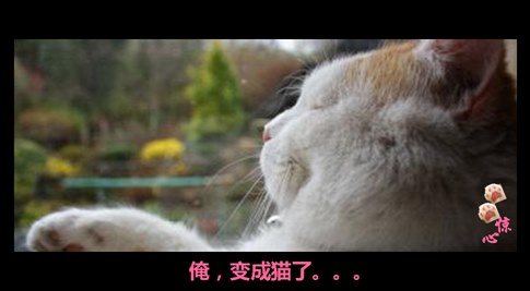 貓叔版步步驚心連續劇 人類已經阻止不了貓叔爆萌了