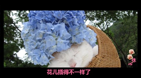 貓叔版步步驚心連續(xù)劇 人類已經(jīng)阻止不了貓叔爆萌了