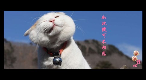 貓叔版步步驚心連續(xù)劇 人類已經(jīng)阻止不了貓叔爆萌了