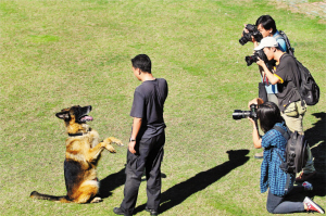 三百搜爆警犬集結保大運