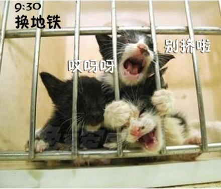 貓咪搞笑屌絲表情 演繹上班族的一天