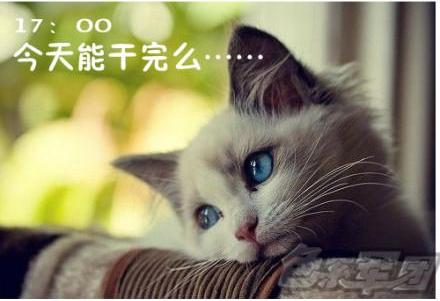 貓咪搞笑屌絲表情 演繹上班族的一天
