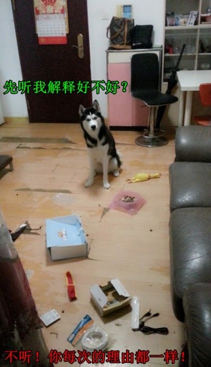 呆萌哈士奇網絡爆紅 囧表情加設計對白笑翻網友