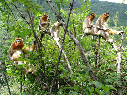專家建議出臺靈長類動物旅游科學規(guī)范