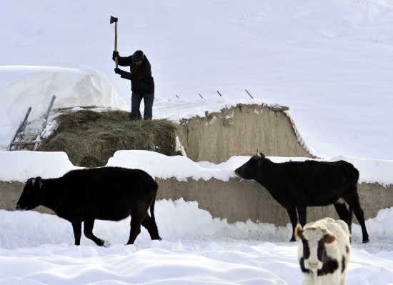 新疆發(fā)生雪災5000余人轉移1人死亡(組圖)