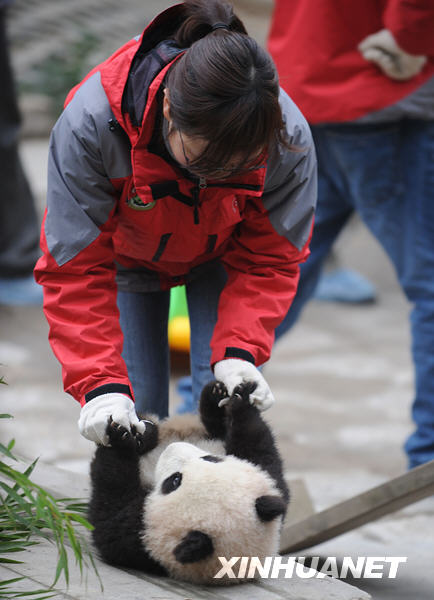 臥龍16只大熊貓寶寶進(jìn)入幼兒園