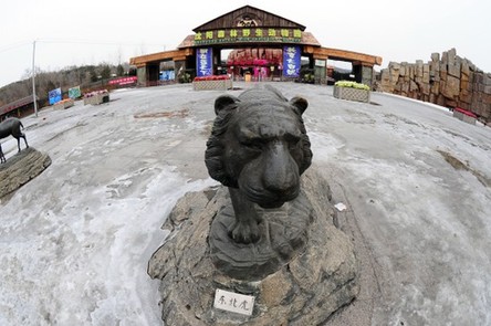 沈陽野生動(dòng)物園11只東北虎營養(yǎng)不良死亡