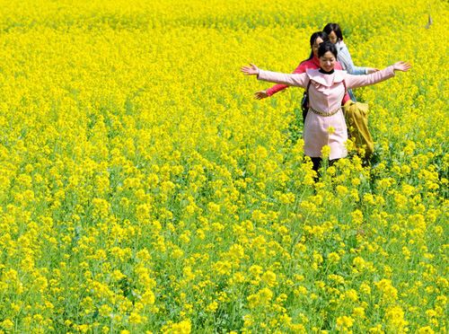 陽(yáng)春三月 油菜花開(kāi)
