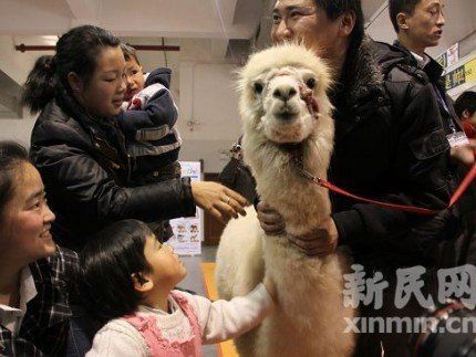 網絡神獸