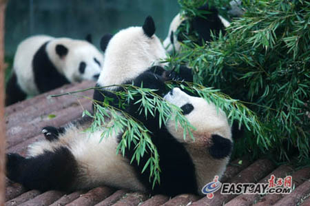 來滬3個月世博熊貓均增肥 30萬游客目睹國寶風(fēng)采
