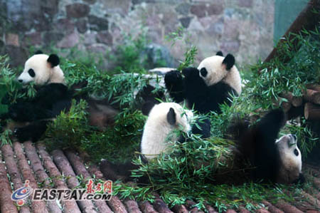 來滬3個月世博熊貓均增肥 30萬游客目睹國寶風(fēng)采
