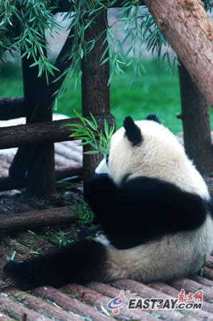 來滬3個月世博熊貓均增肥 30萬游客目睹國寶風(fēng)采