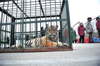 動物園出動獅虎索土地 稱體育部門借地不還(圖)