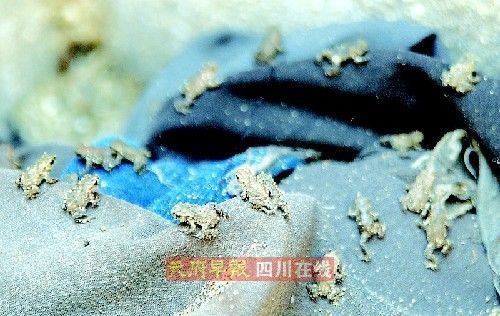 成都萬余蛤蟆