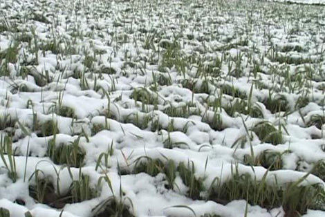 新疆首次出現六月降暴雪 部分地區絕收(圖)