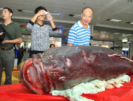 超百斤龍膽石斑魚“驚現”福州