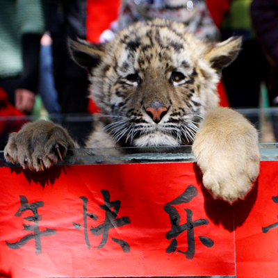 老虎貼春聯 兔龍辦“交接”云南野生動物園動物邀您過大年