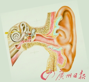 研究顯示：甜言蜜語對著左耳說更有效