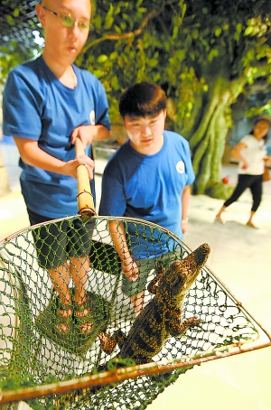 北京一小區公共水池驚現鱷魚 具相當強攻擊能力