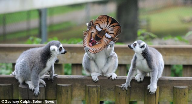 滑稽！英動物園猴子戴萬圣節面具嚇同伴(組圖)