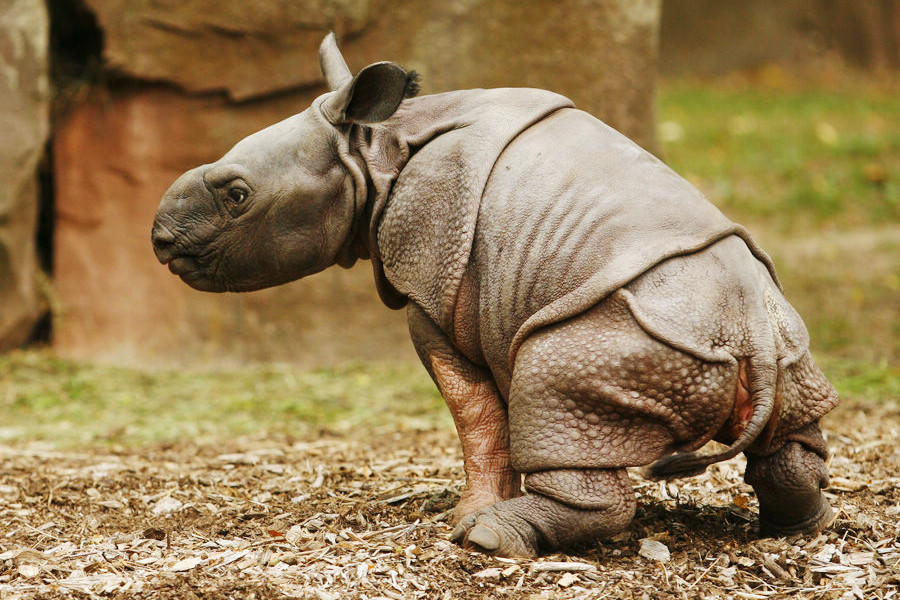 小動物幼稚園也過兒童節 超級萌物排排坐