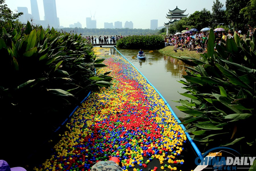 50000只五色小鴨深圳為愛漂流 壯觀場(chǎng)面引圍觀