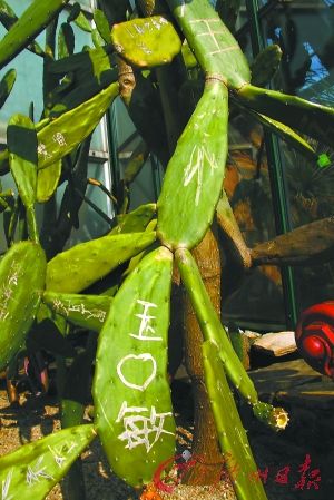 廣州植物園一級保護(hù)植物被人挖回家炒菜(圖)