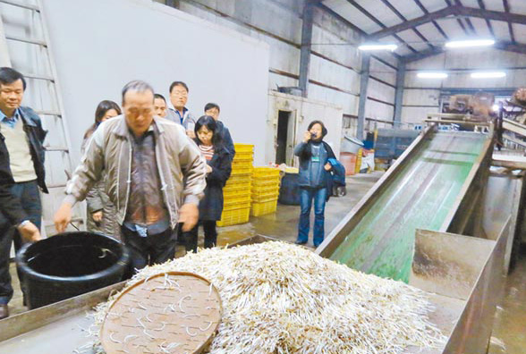 臺灣再爆食安問題 工廠用漂白劑生產豆芽日產近5噸