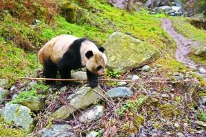 野生大熊貓下山進村 網(wǎng)友戲稱“巡視村寨”