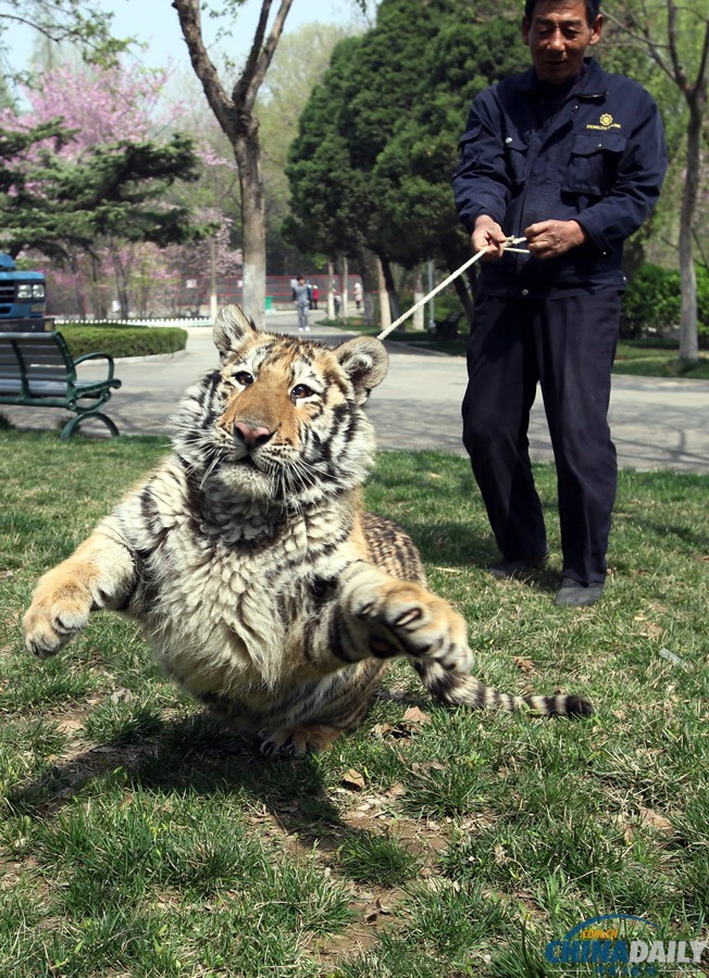 江蘇徐州：飼養員牽6個月大老虎公園里遛彎