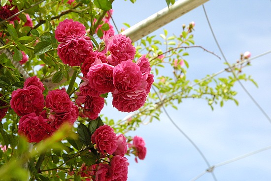 高原怒放的花朵(組圖)