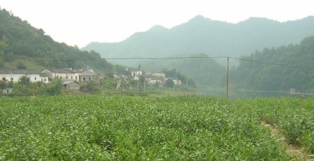 猴魁茶曾獲1915年世博金獎(jiǎng)