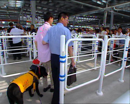 世博趣聞:3歲導盲犬帶主人游世博園(組圖)