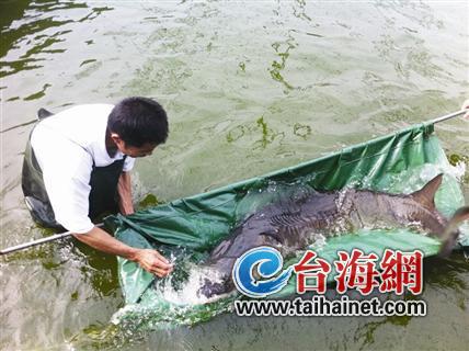 3條中華鱘落戶廈門海底世界 有望春節前與市民見面