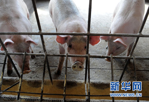 暴利驚人：揭秘“瘦肉精”地下產業鏈