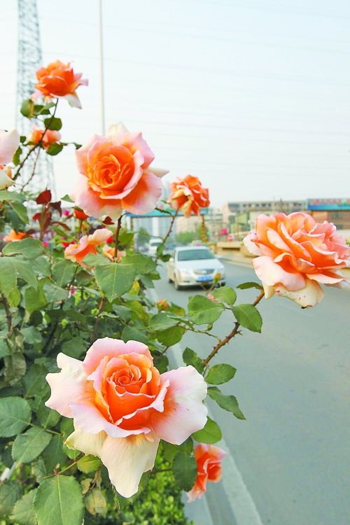 五一期間鄭州最高29℃ 月季花展今日開幕