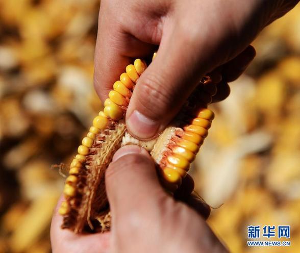 黑龍江：嚴重春澇催生“霉玉米”