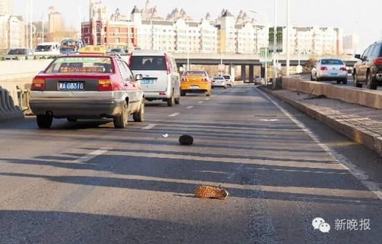 哈爾濱市出租車撞倒老漢后逃逸 老人因傷勢嚴重身亡(圖)