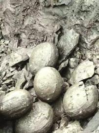 瀘州工地挖出一堆恐龍蛋好驚喜 哪知只是結核石