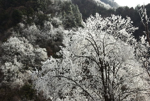 神農(nóng)架出現(xiàn)持續(xù)霧凇景觀(圖)