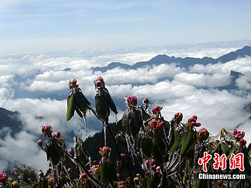 神農(nóng)架現(xiàn)冰雪杜鵑與云海奇觀