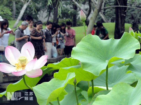 蘇州拙政園荷花旅游節(jié)開幕