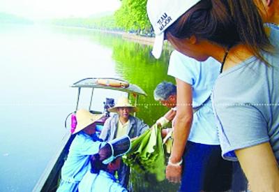 西湖賣蓮蓬荷葉受游客熱捧 消夏荷葉粥怎么做？