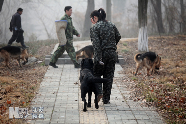 南京導盲犬被搶訂一空